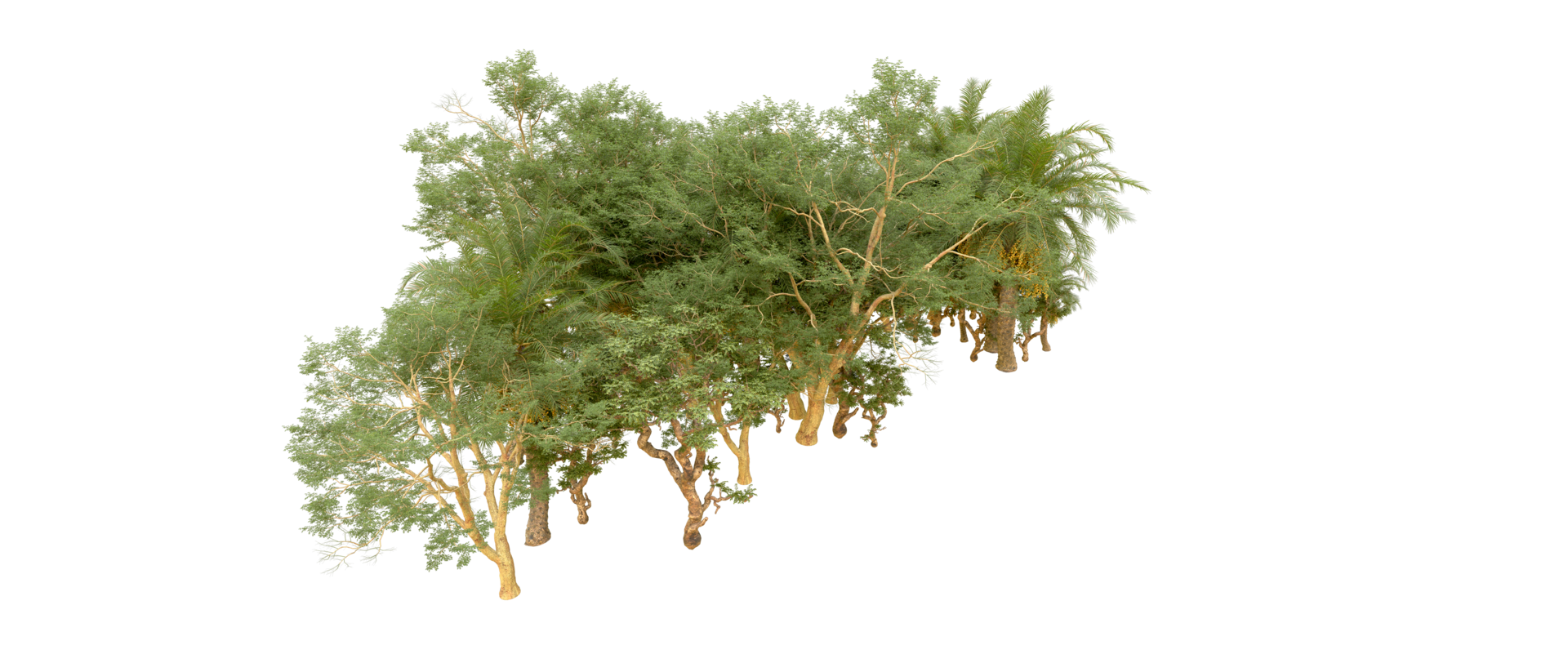Green forest isolated on background. 3d rendering - illustration png