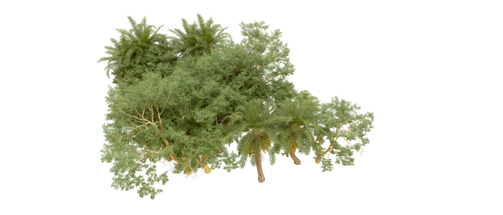 Green forest isolated on background. 3d rendering - illustration png