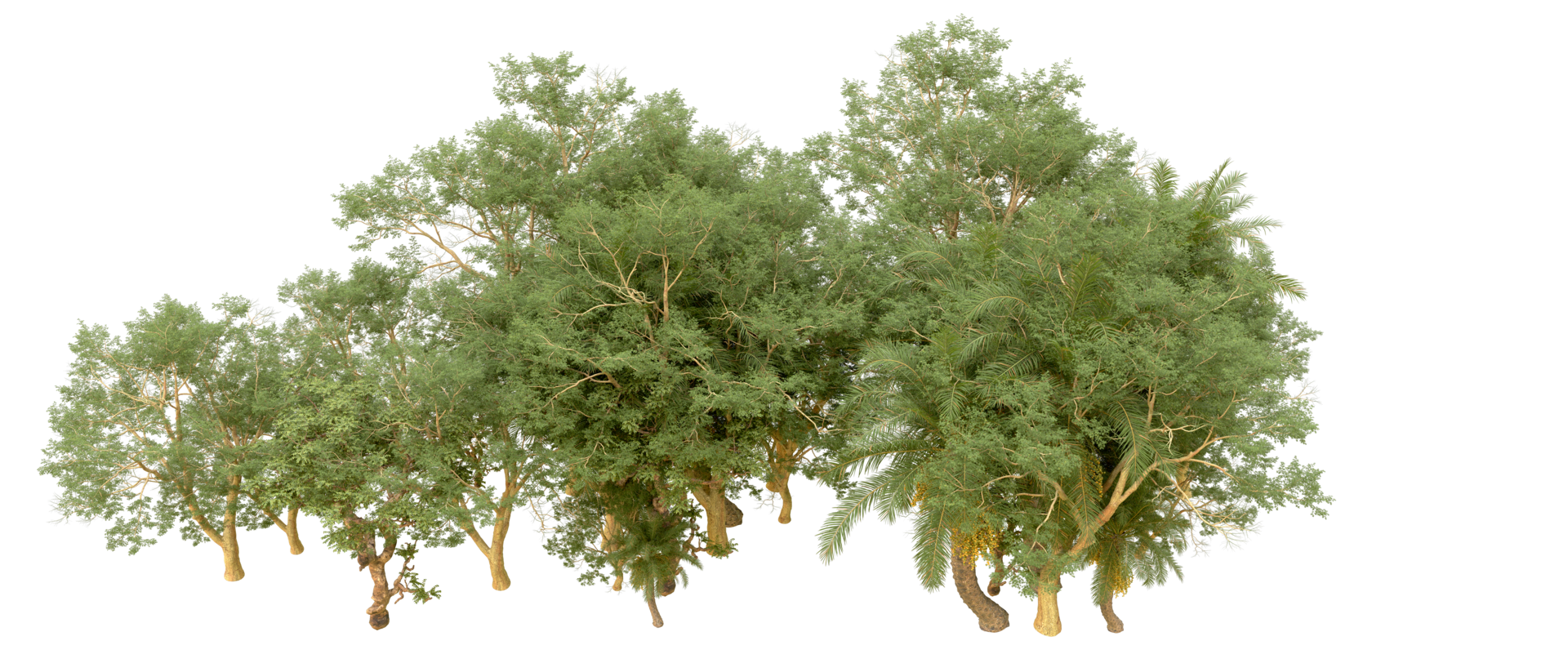 Green forest isolated on background. 3d rendering - illustration png