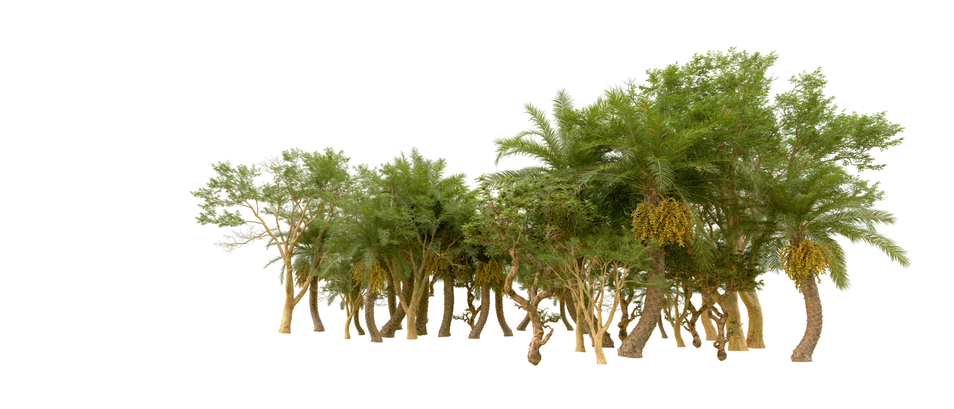 Green forest isolated on background. 3d rendering - illustration png