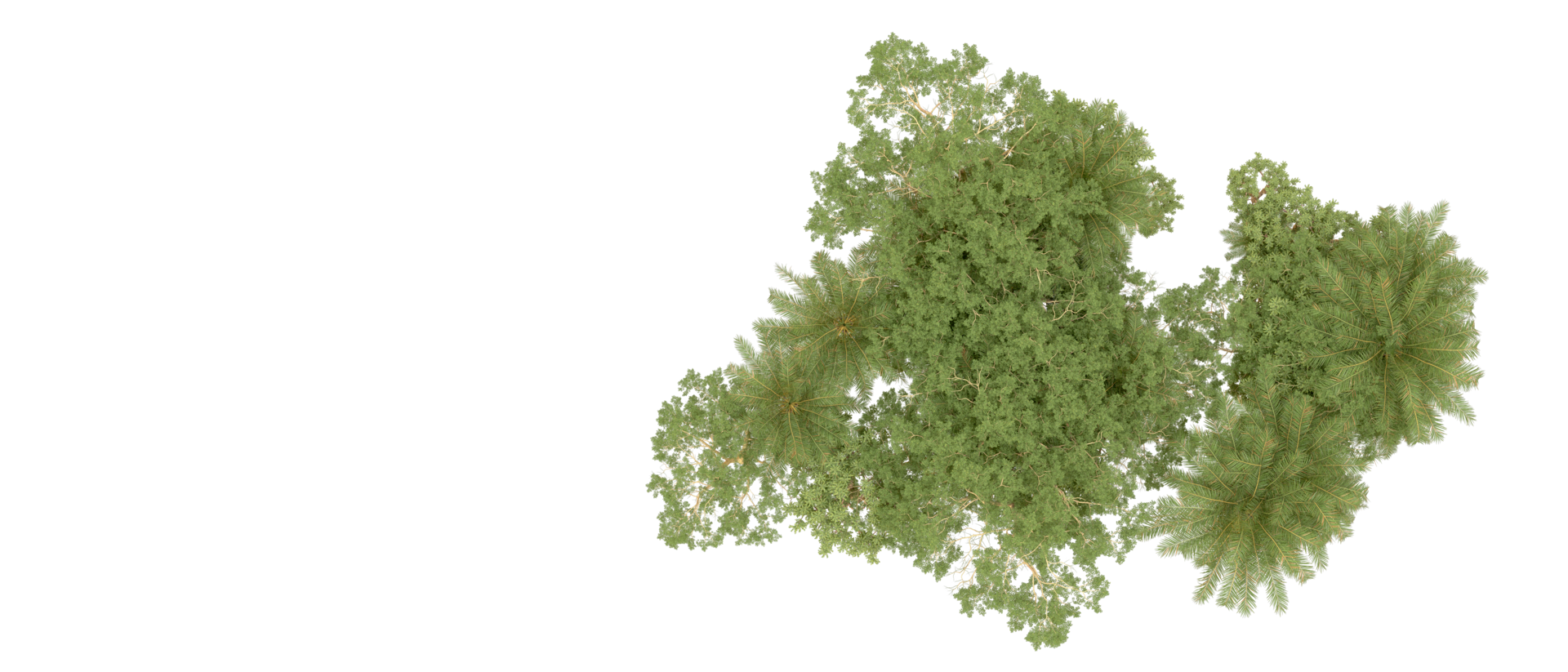 Green forest isolated on background. 3d rendering - illustration png