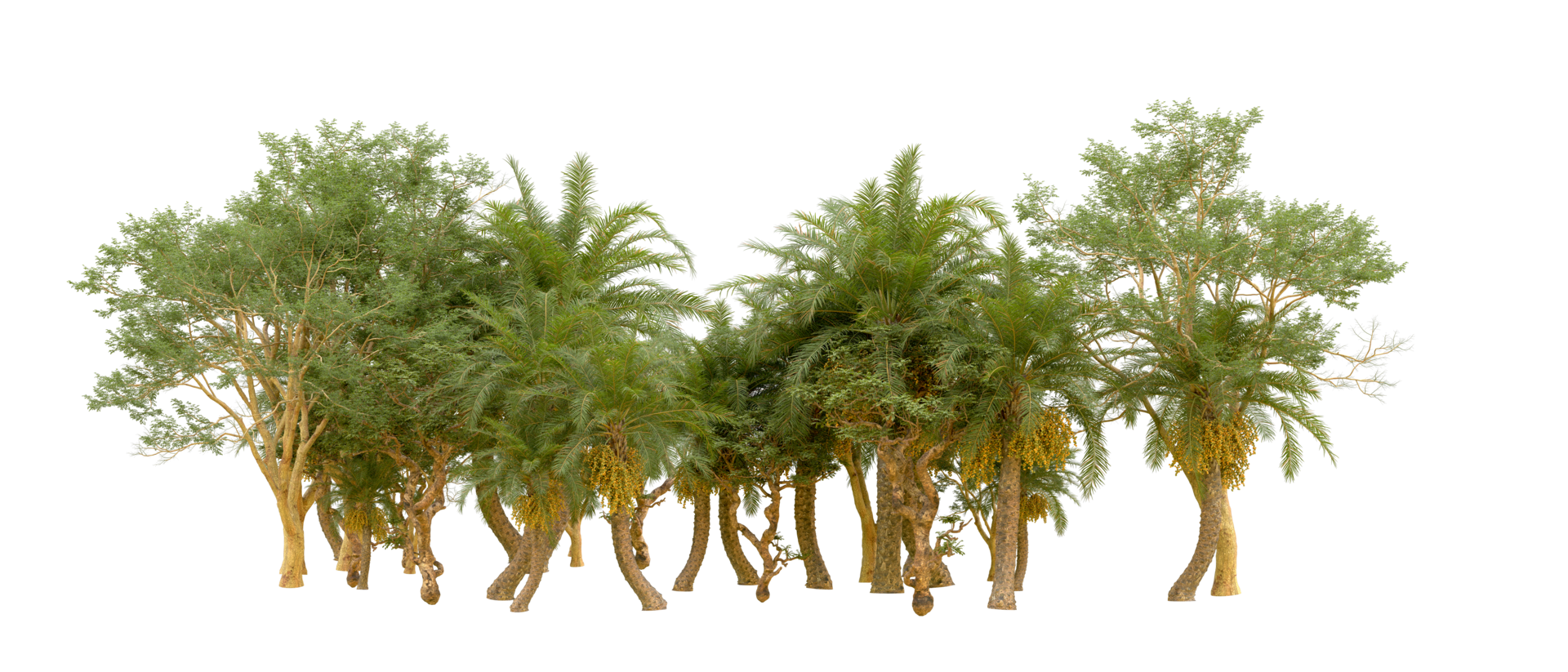 Green forest isolated on background. 3d rendering - illustration png