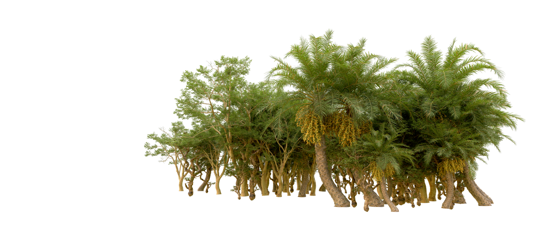 Green forest isolated on background. 3d rendering - illustration png