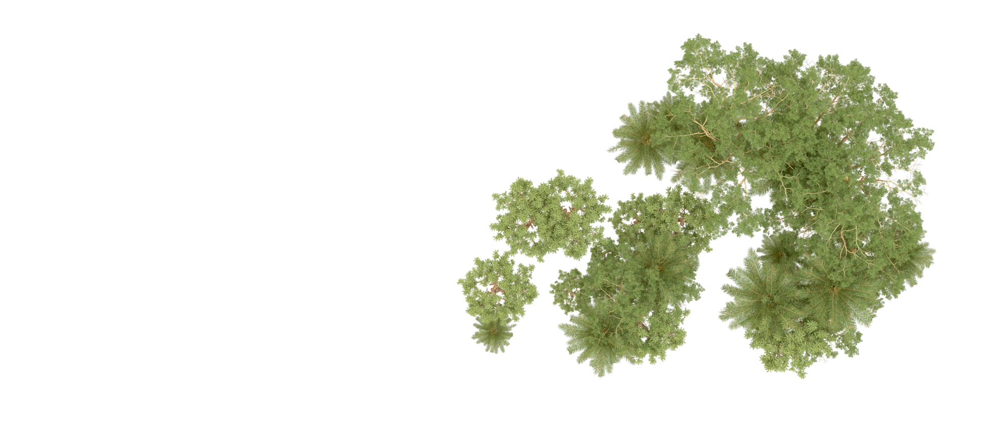 Green forest isolated on background. 3d rendering - illustration png