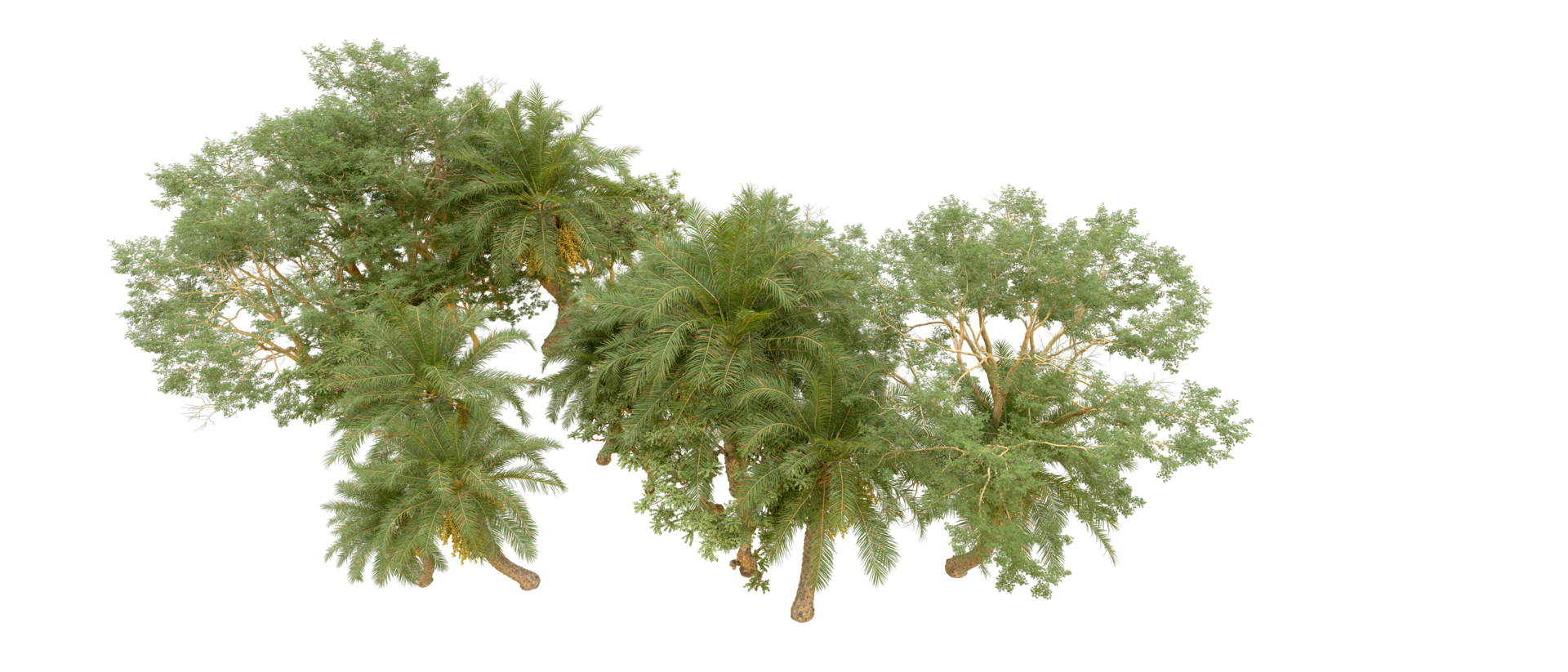 Green forest isolated on background. 3d rendering - illustration png