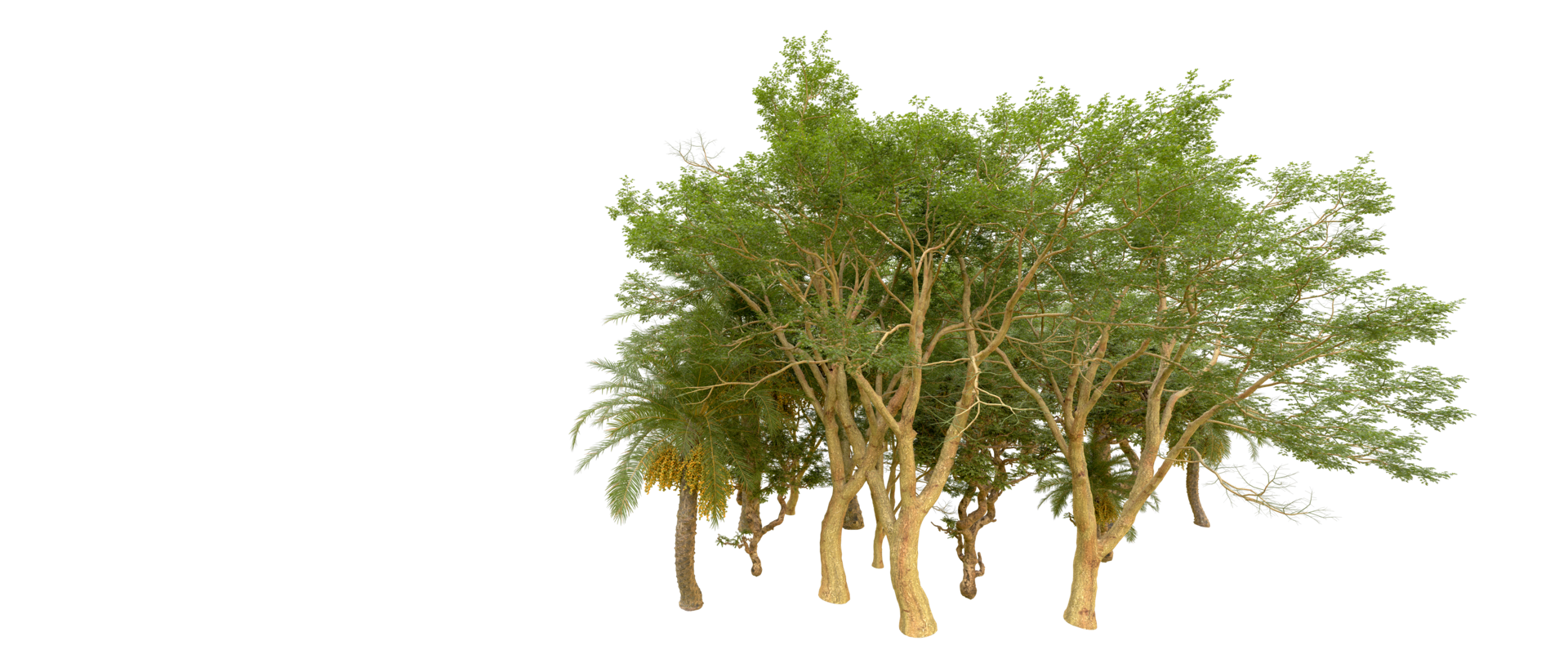 Green forest isolated on background. 3d rendering - illustration png