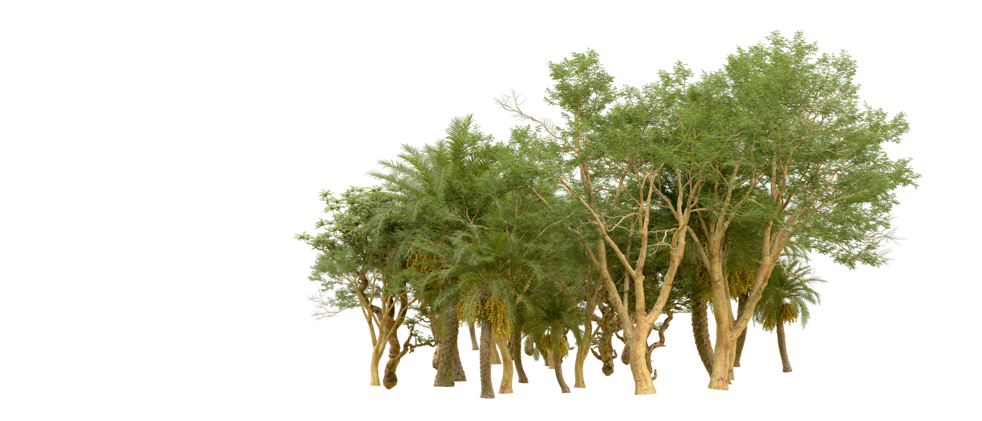 Green forest isolated on background. 3d rendering - illustration png