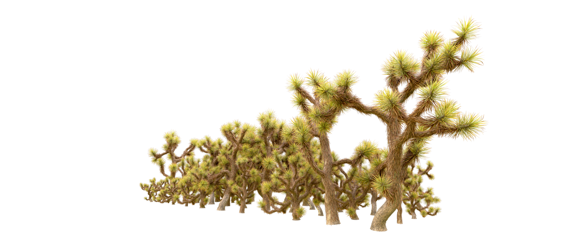 Green forest isolated on background. 3d rendering - illustration png