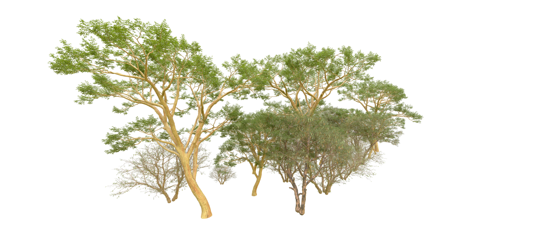 Green forest isolated on background. 3d rendering - illustration png