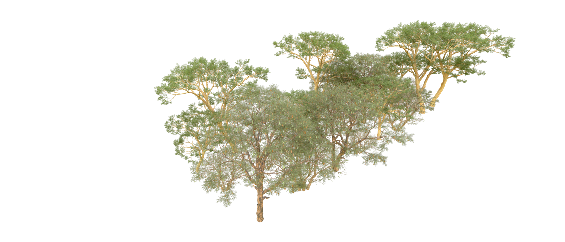 Green forest isolated on background. 3d rendering - illustration png