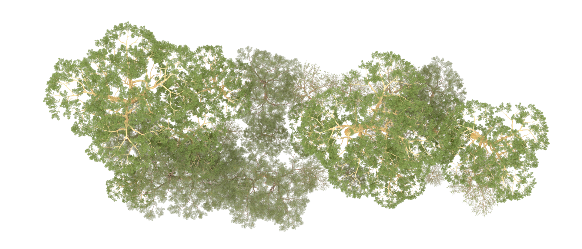 Green forest isolated on background. 3d rendering - illustration png
