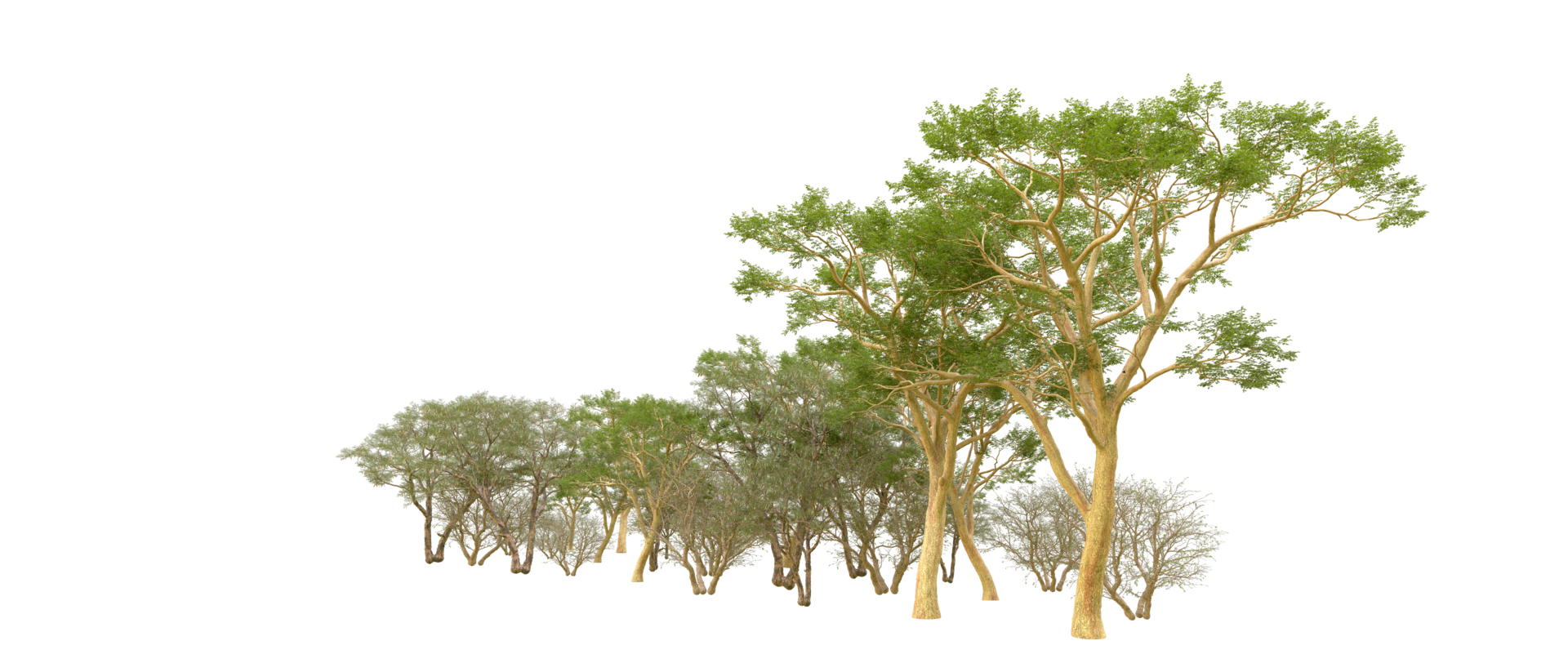 Green forest isolated on background. 3d rendering - illustration png