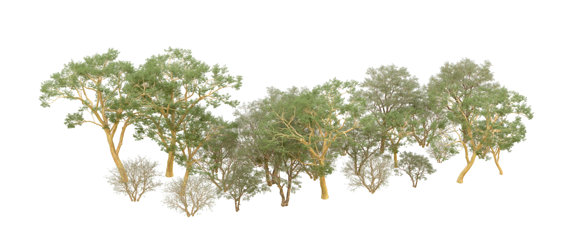 Green forest isolated on background. 3d rendering - illustration png