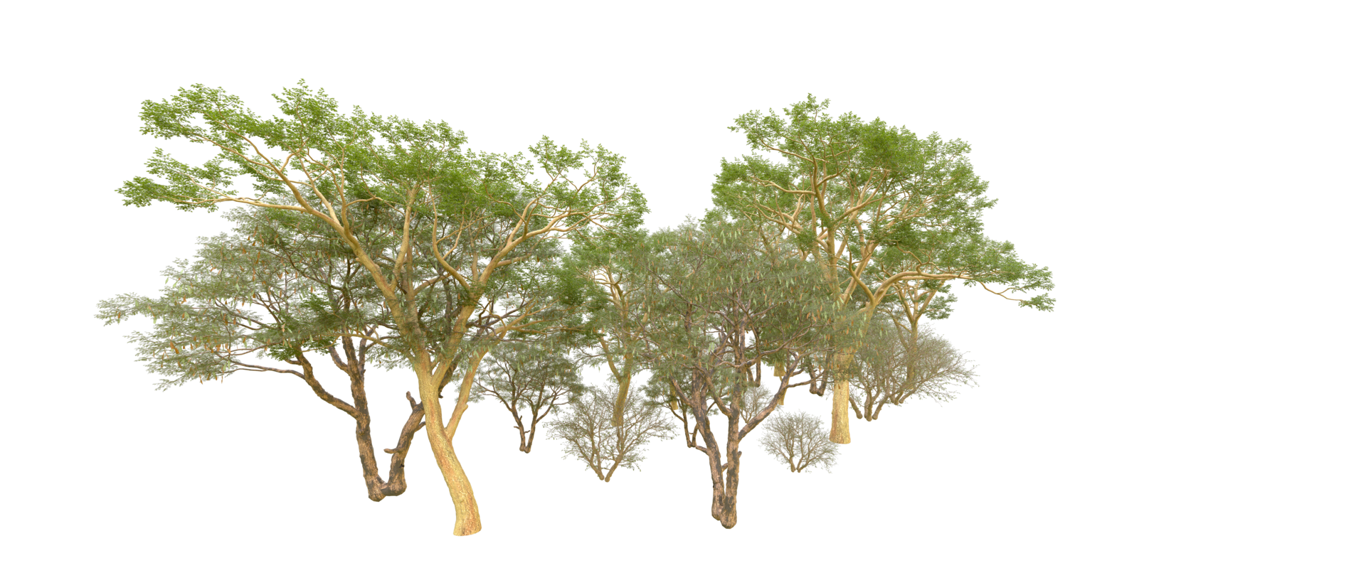 Green forest isolated on background. 3d rendering - illustration png
