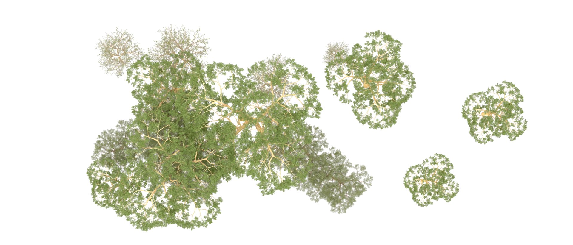 Green forest isolated on background. 3d rendering - illustration png