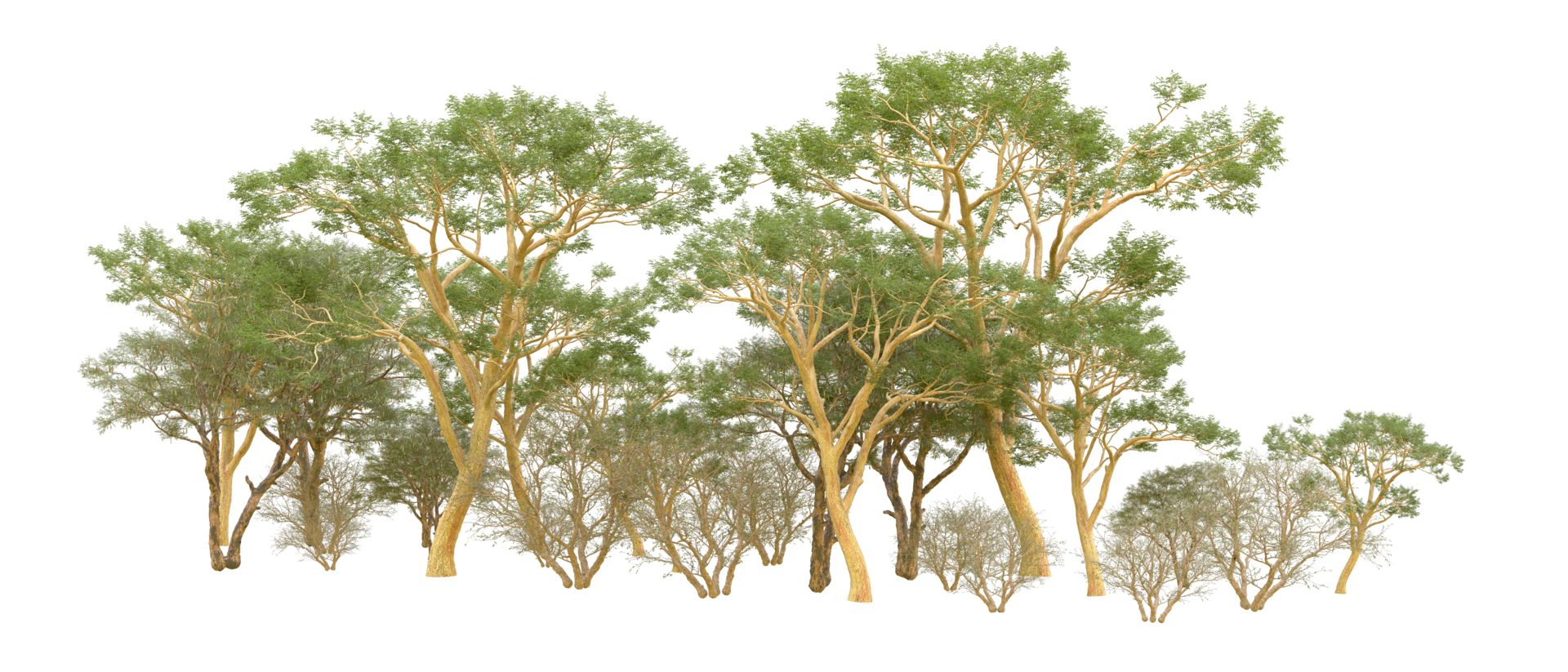 Green forest isolated on background. 3d rendering - illustration png