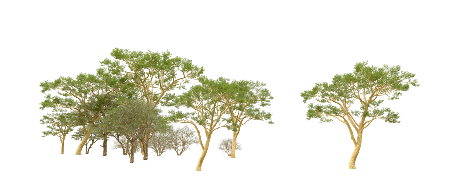 Green forest isolated on background. 3d rendering - illustration png