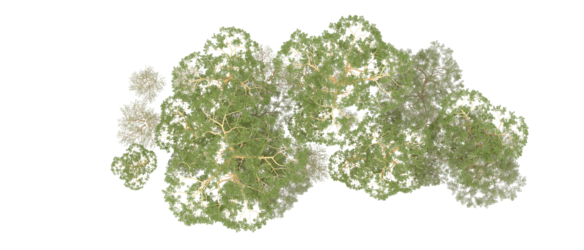 Green forest isolated on background. 3d rendering - illustration png