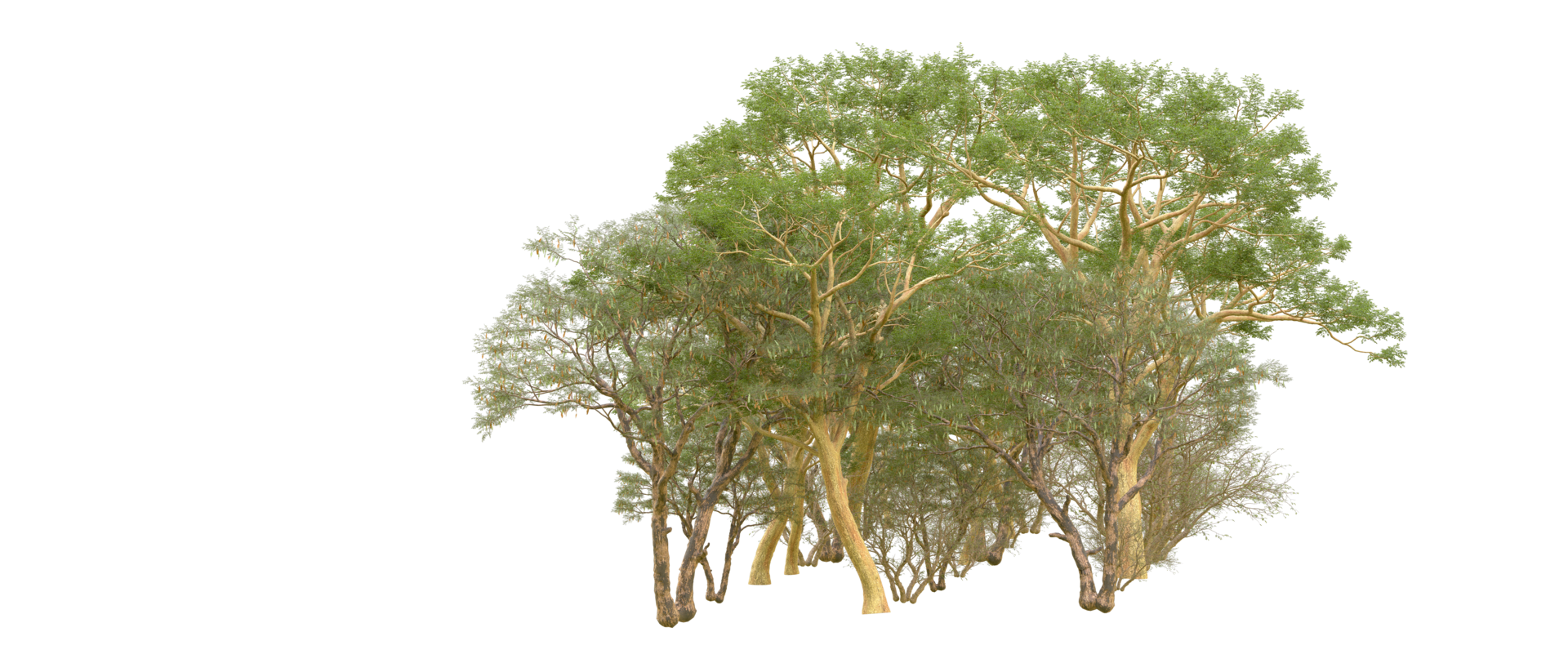 Green forest isolated on background. 3d rendering - illustration png