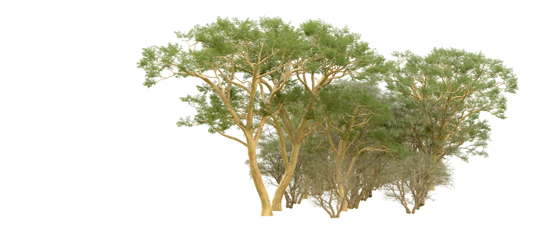 Green forest isolated on background. 3d rendering - illustration png