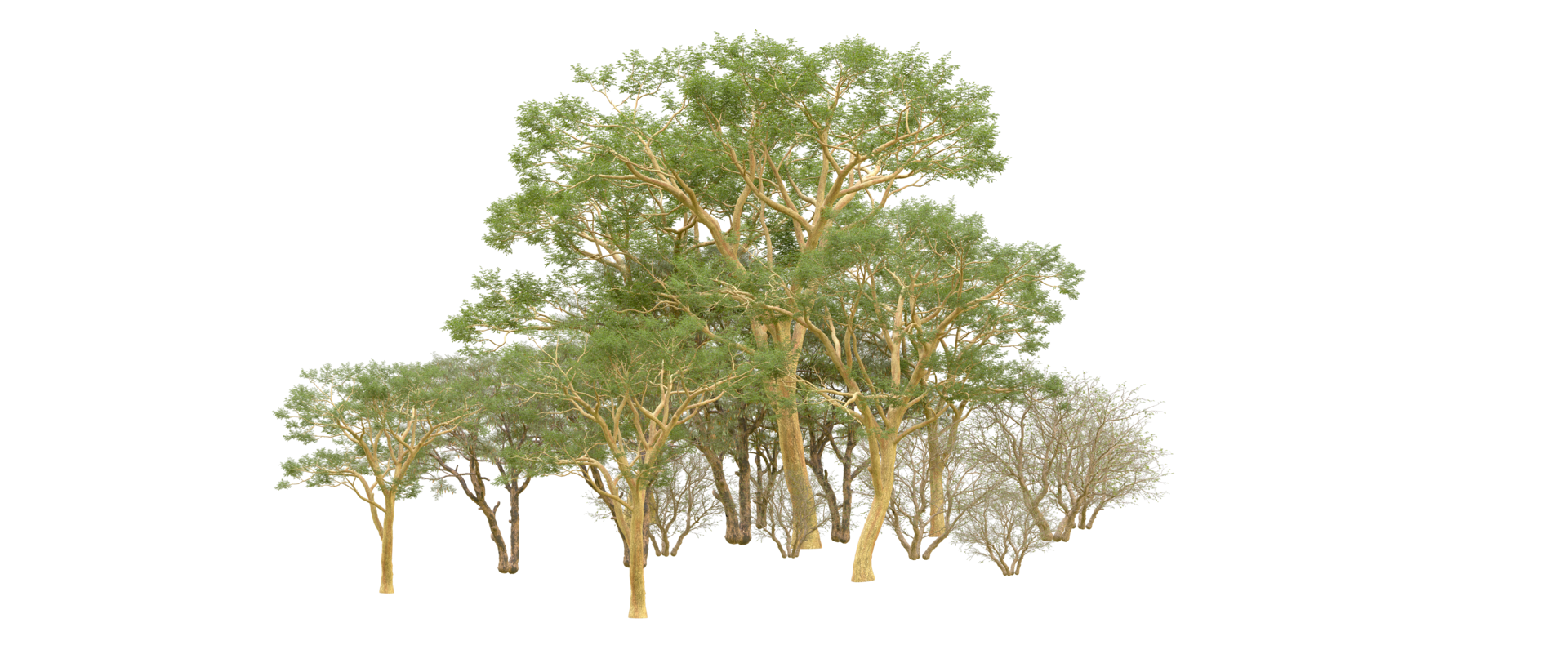 Green forest isolated on background. 3d rendering - illustration png