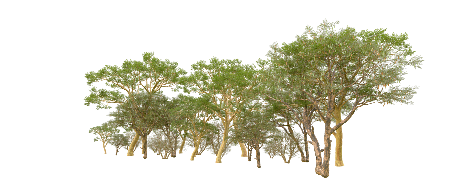 Green forest isolated on background. 3d rendering - illustration png