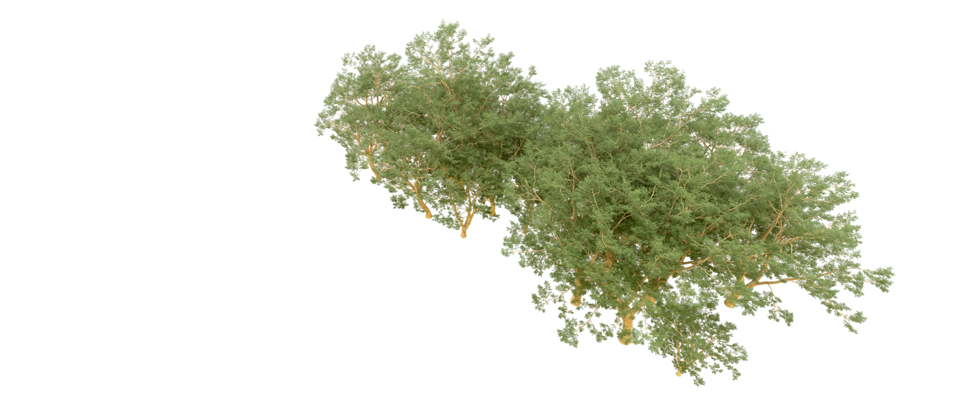 Green forest isolated on background. 3d rendering - illustration png