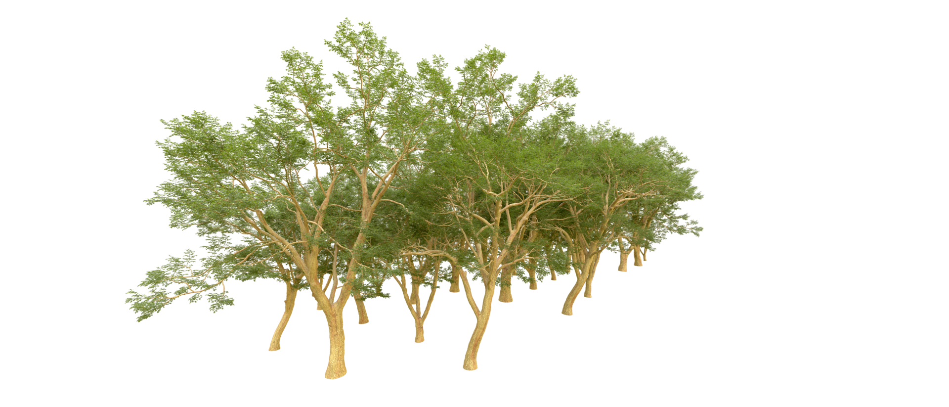 Green forest isolated on background. 3d rendering - illustration png
