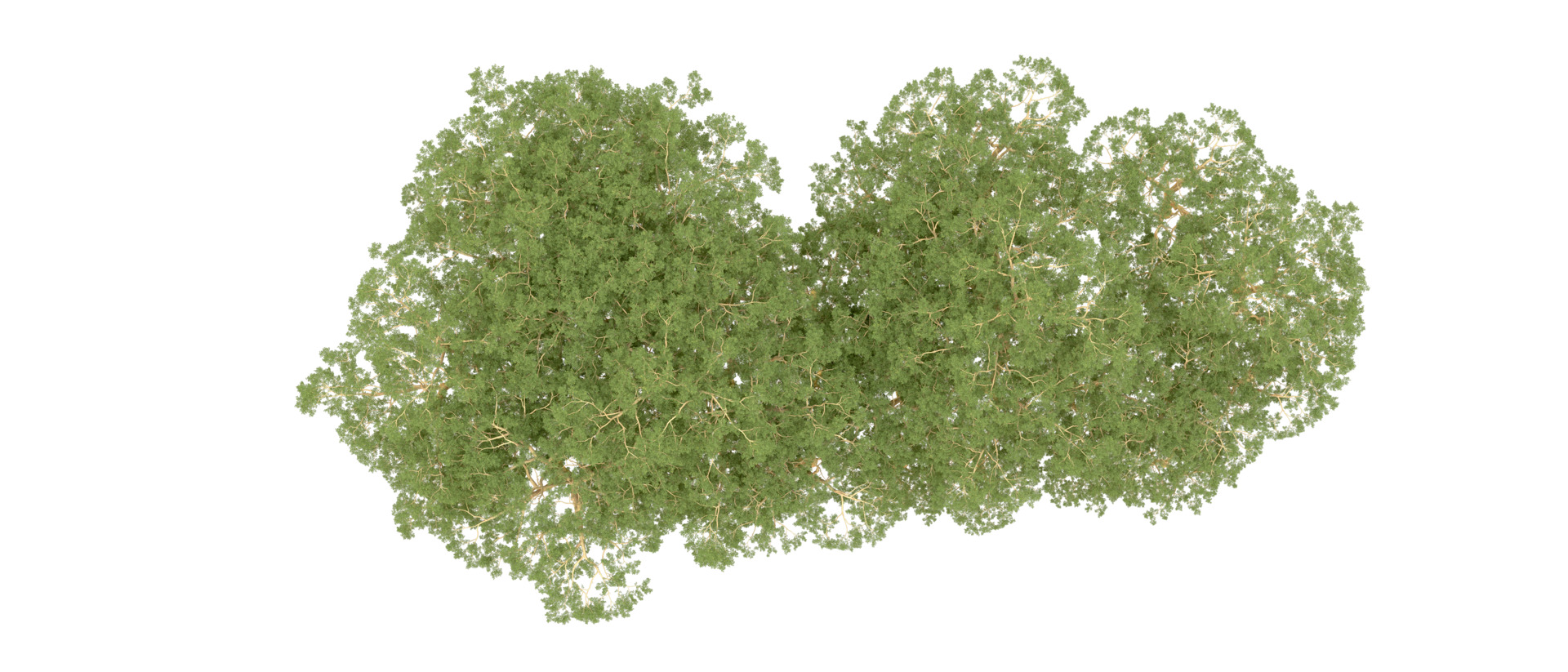 Green forest isolated on background. 3d rendering - illustration png
