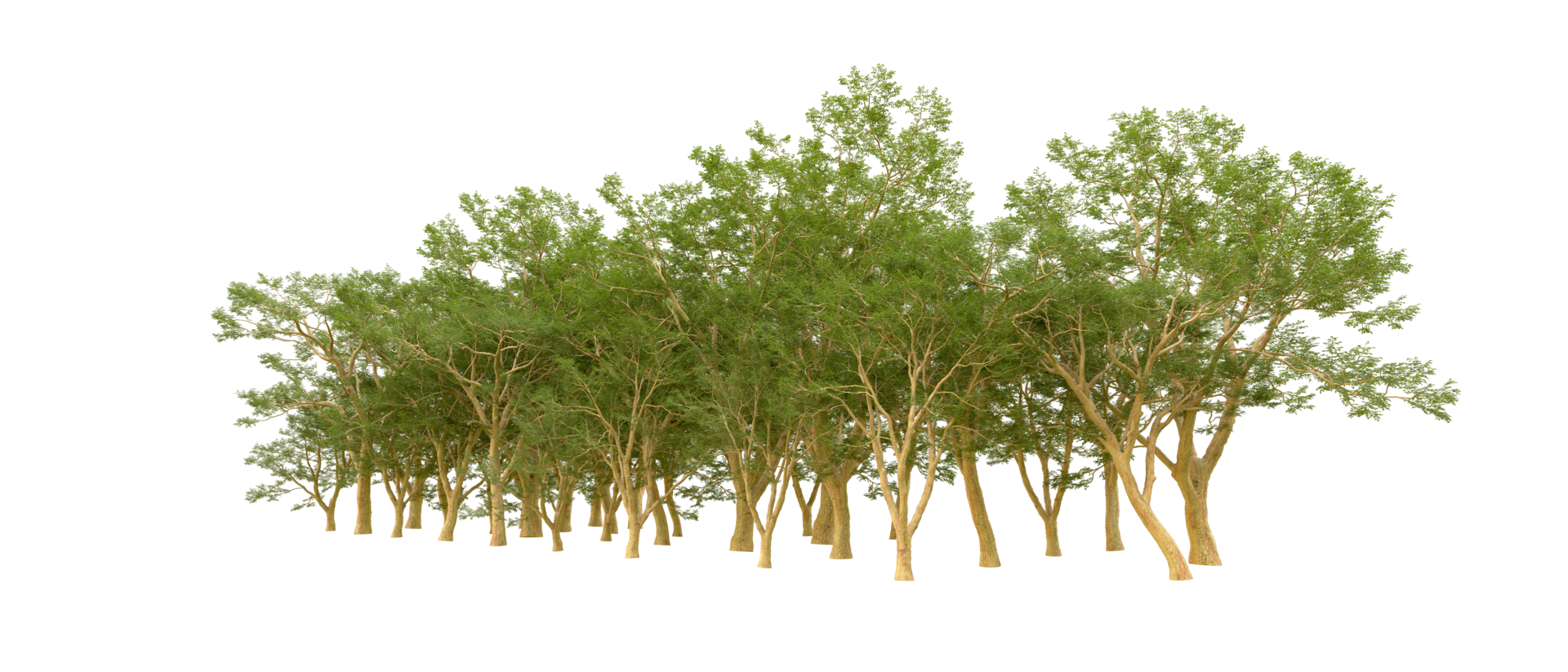 Green forest isolated on background. 3d rendering - illustration png