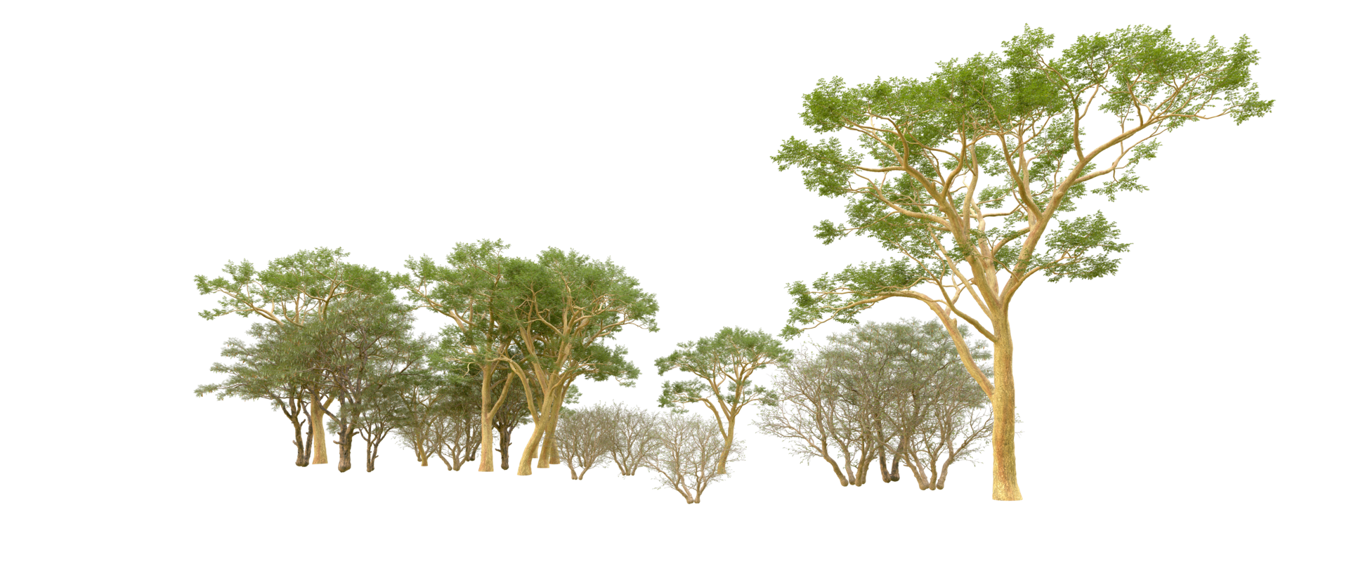 Green forest isolated on background. 3d rendering - illustration png