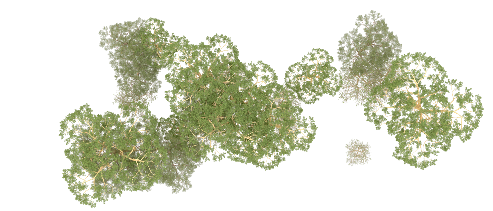 Green forest isolated on background. 3d rendering - illustration png