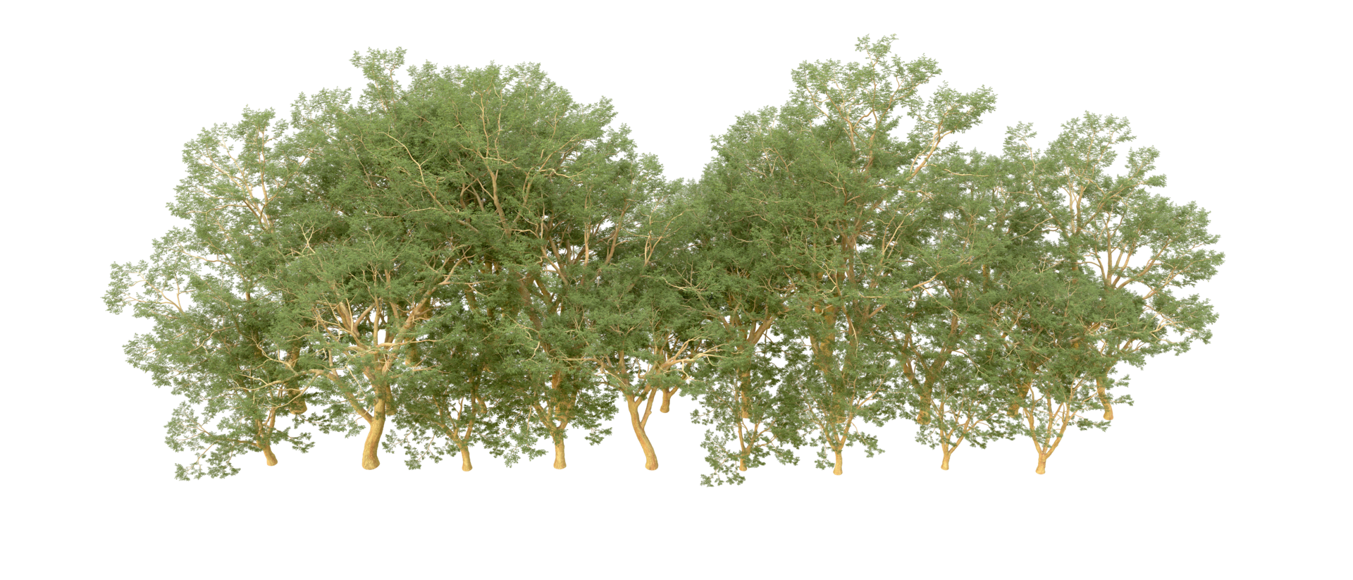 Green forest isolated on background. 3d rendering - illustration png
