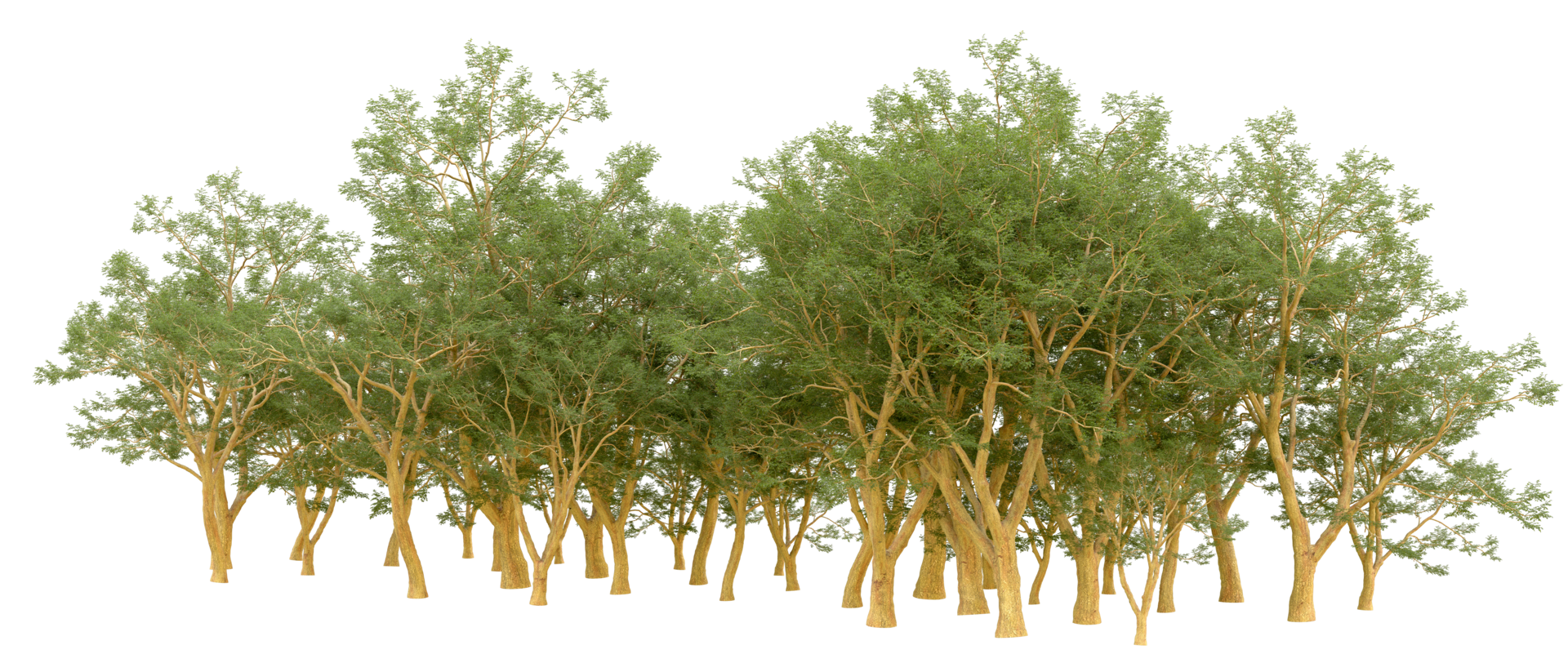 Green forest isolated on background. 3d rendering - illustration png