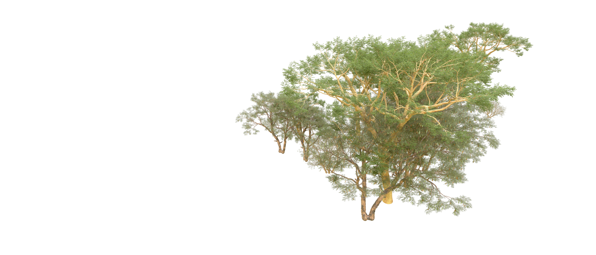 Green forest isolated on background. 3d rendering - illustration png
