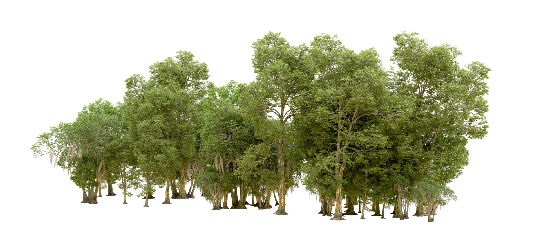 Green forest isolated on background. 3d rendering - illustration png