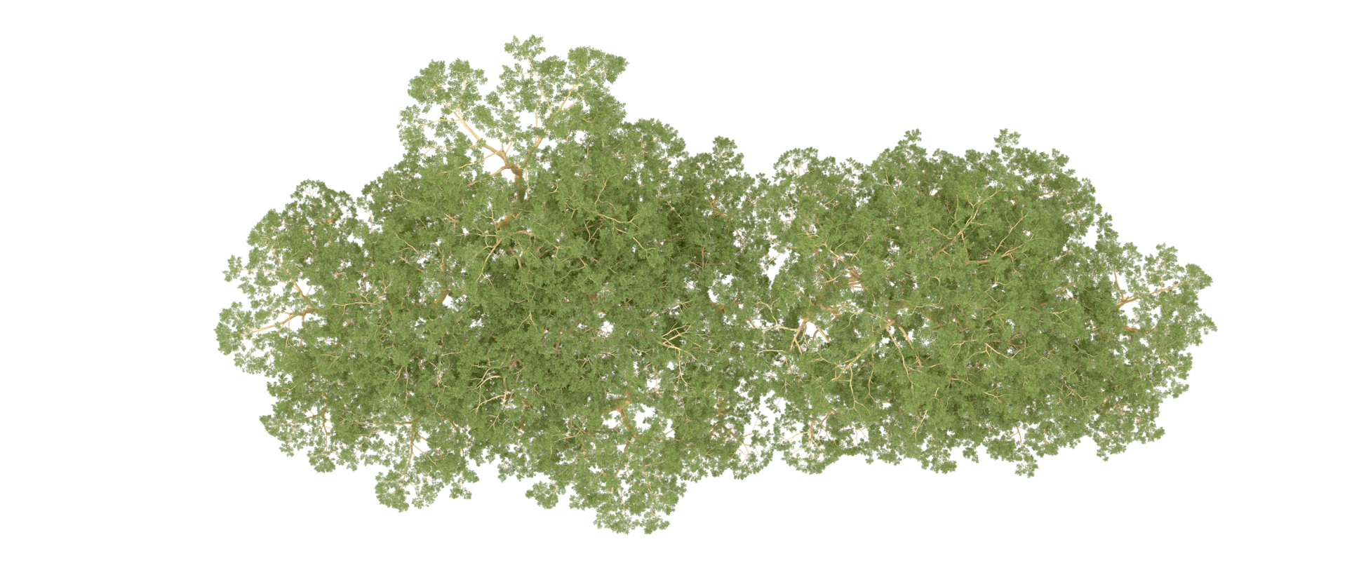 Green forest isolated on background. 3d rendering - illustration png