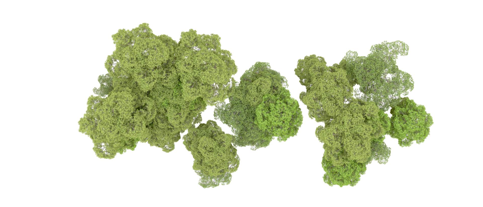 Green forest isolated on background. 3d rendering - illustration png