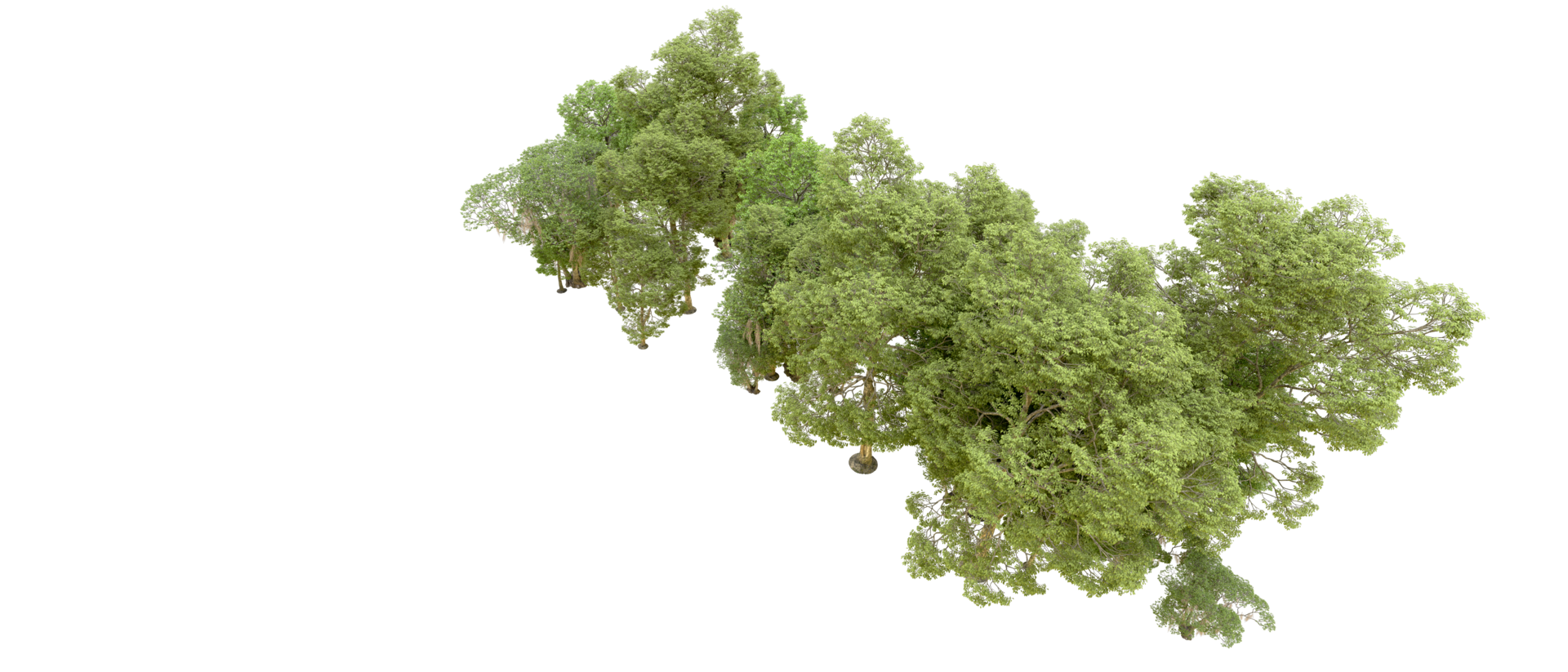 Green forest isolated on background. 3d rendering - illustration png