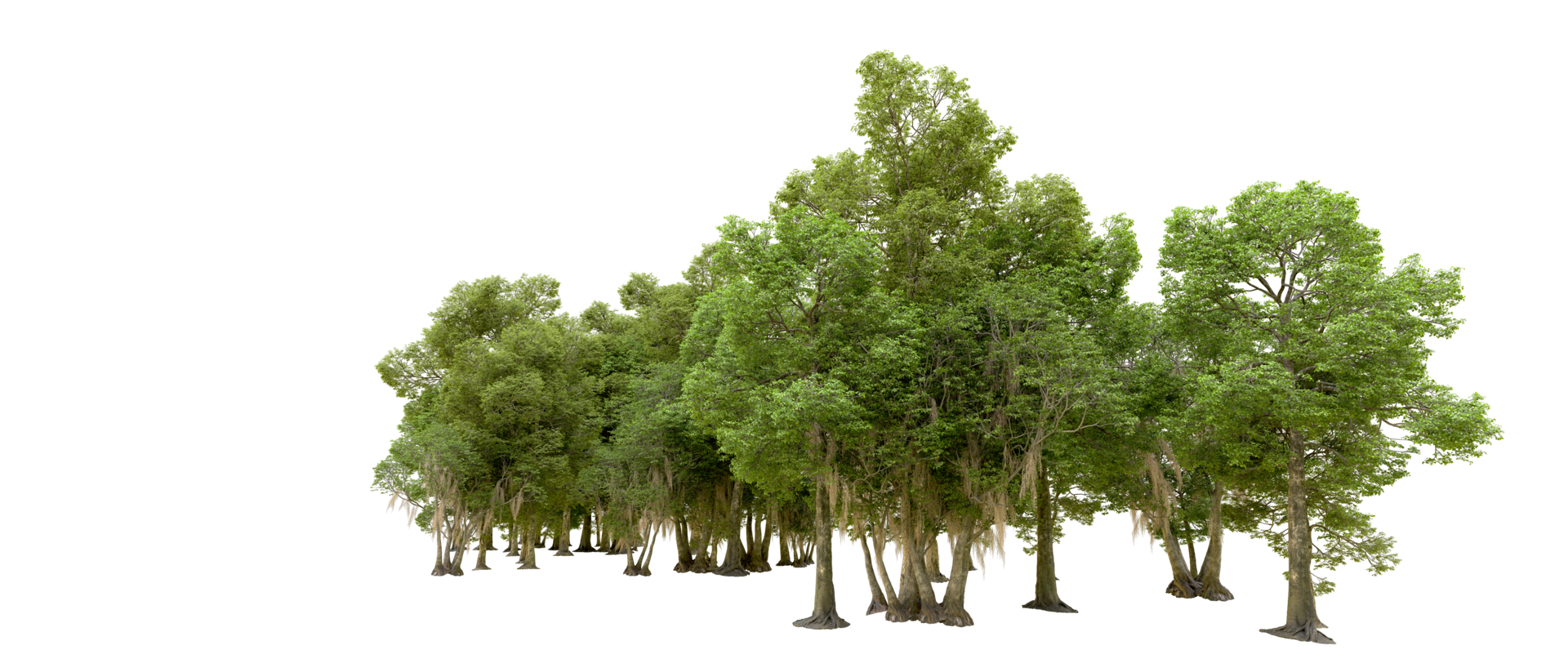 Green forest isolated on background. 3d rendering - illustration png