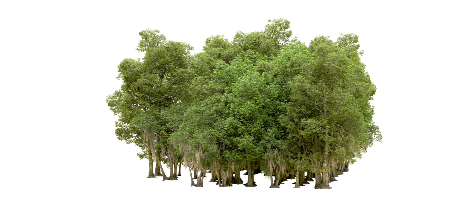 Green forest isolated on background. 3d rendering - illustration png