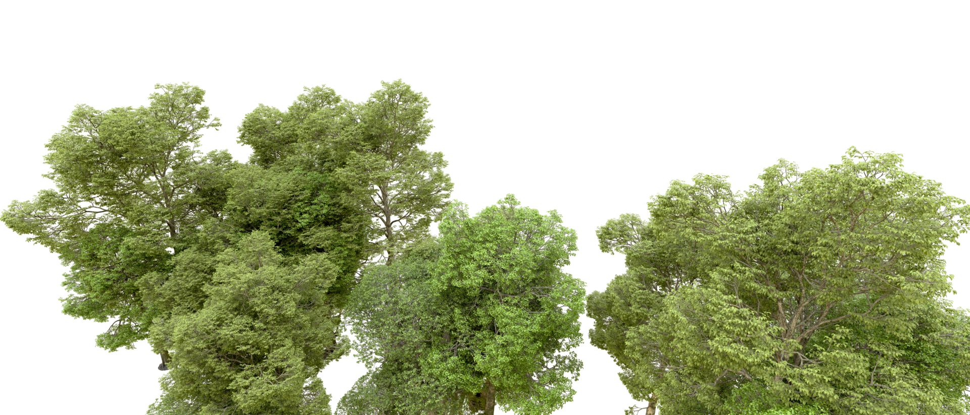 Green forest isolated on background. 3d rendering - illustration png