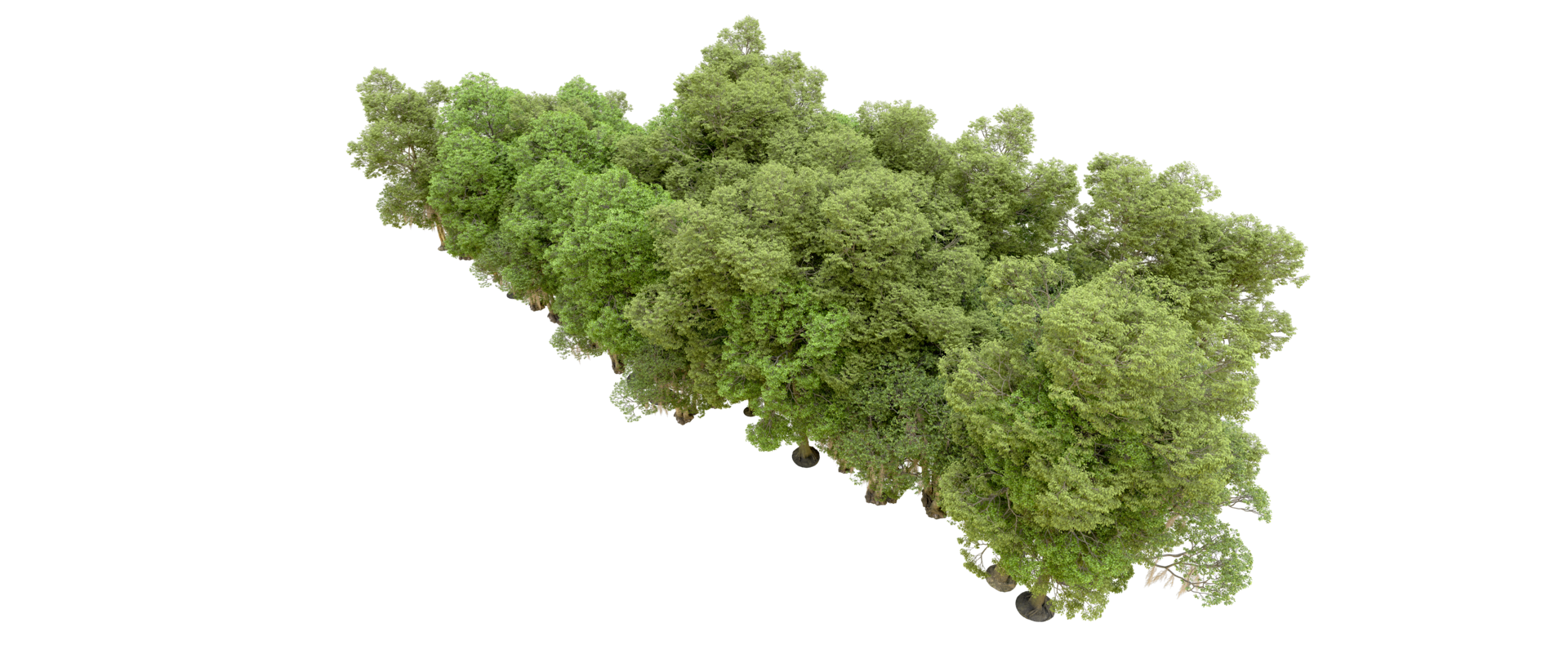 Green forest isolated on background. 3d rendering - illustration png