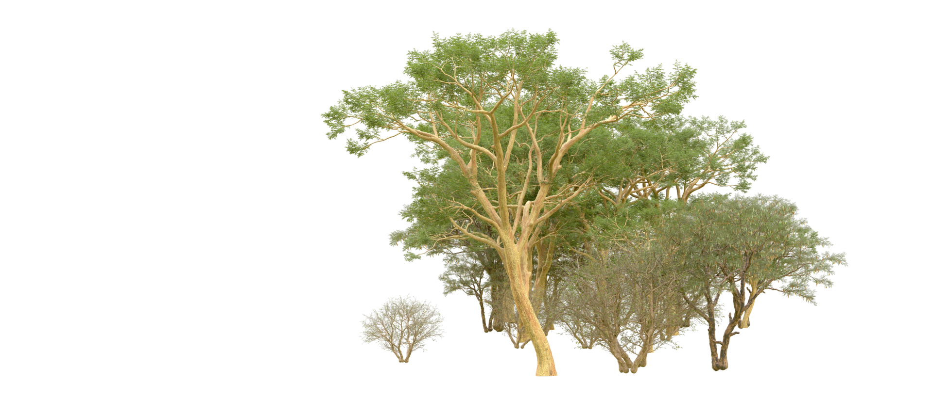 Green forest isolated on background. 3d rendering - illustration png