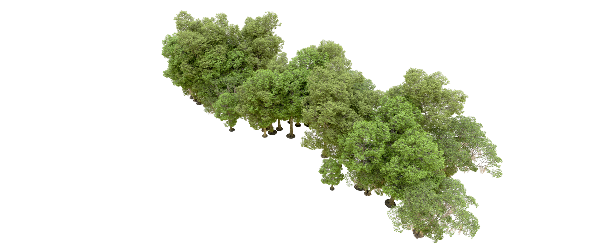 Green forest isolated on background. 3d rendering - illustration png