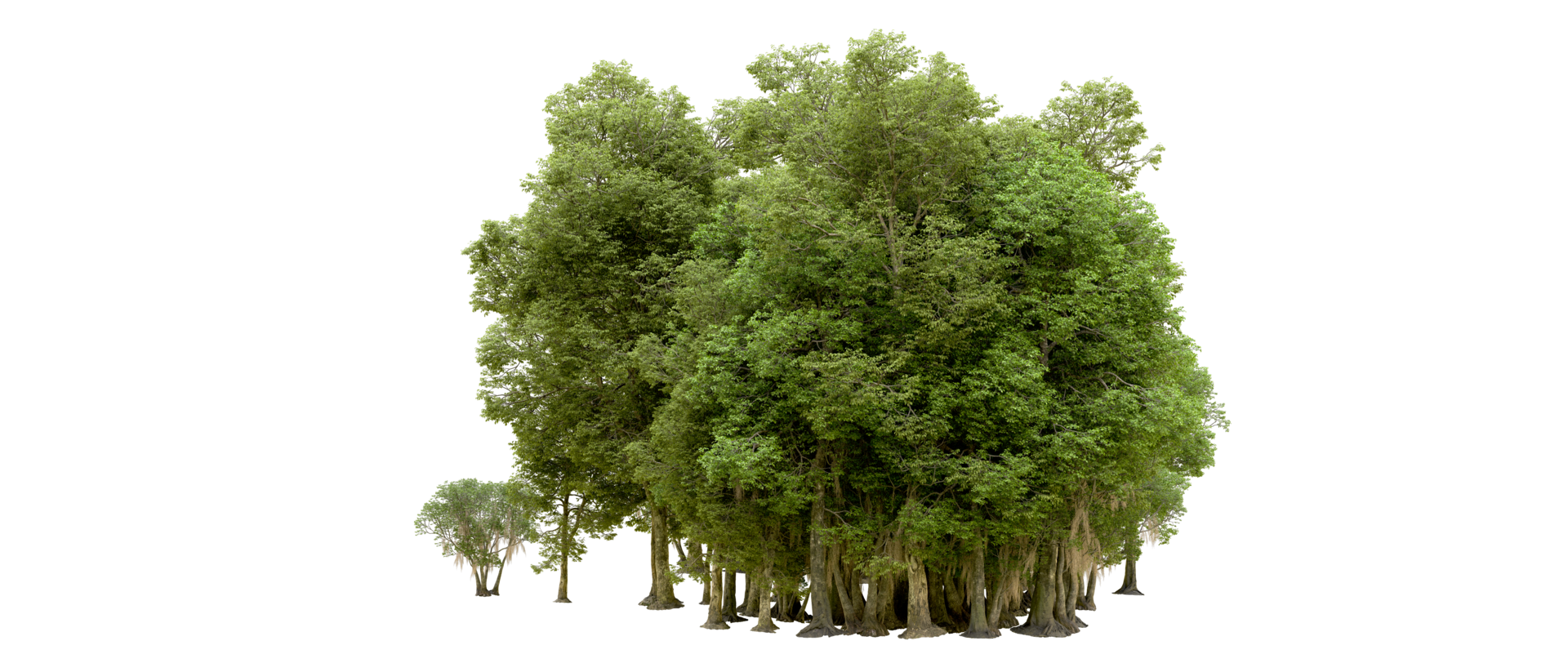 Green forest isolated on background. 3d rendering - illustration png