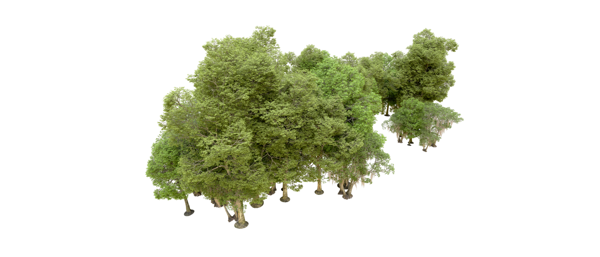 Green forest isolated on background. 3d rendering - illustration png