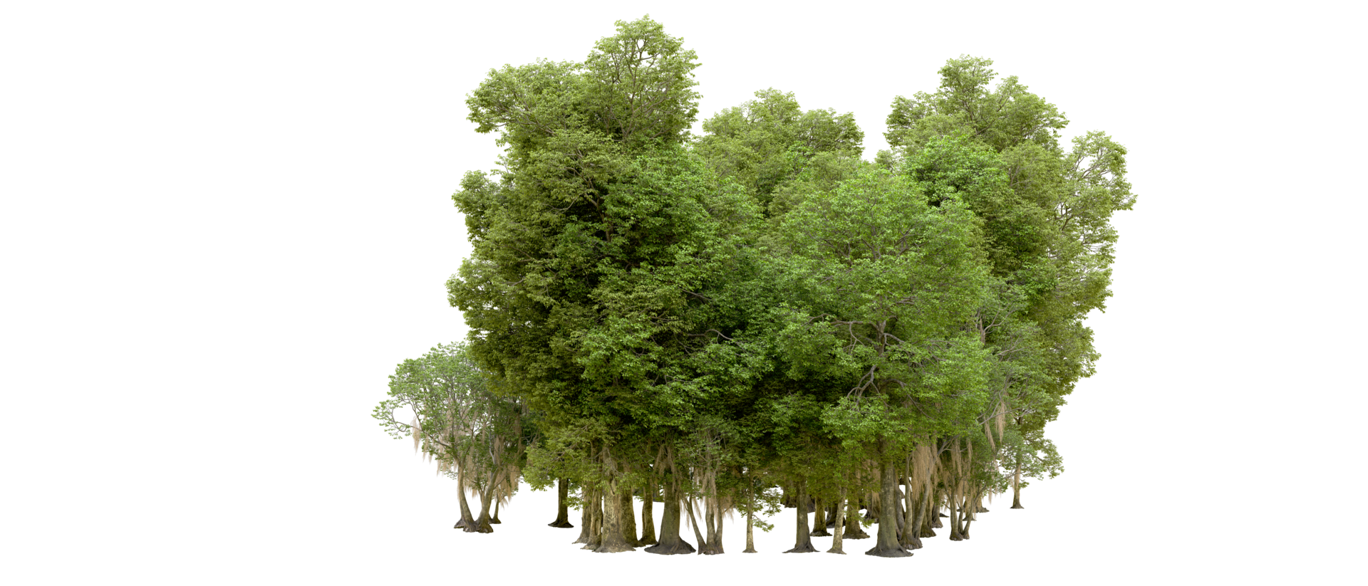 Green forest isolated on background. 3d rendering - illustration png