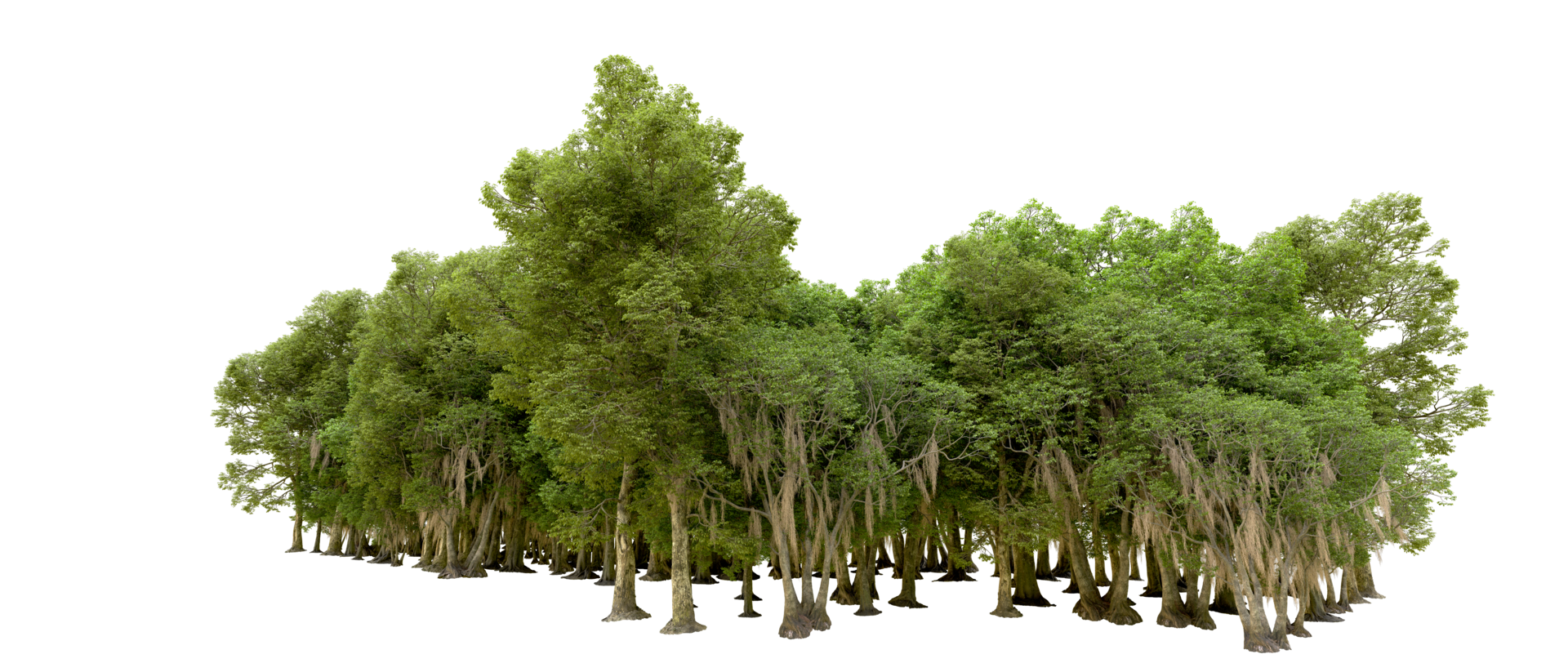 Green forest isolated on background. 3d rendering - illustration png