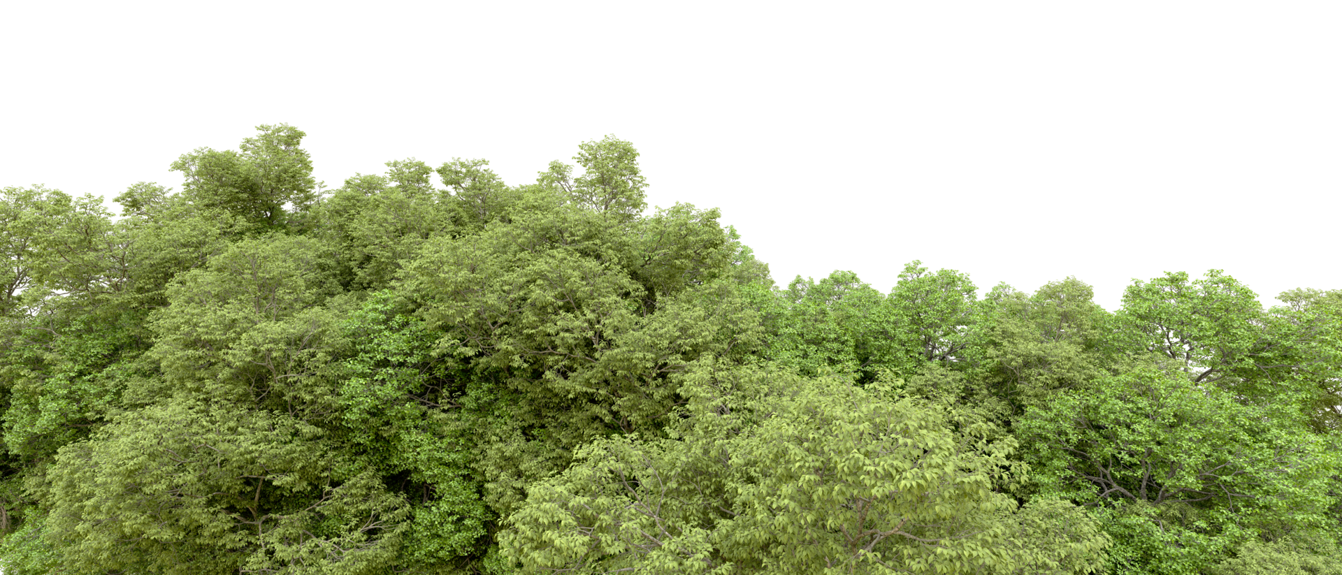Green forest isolated on background. 3d rendering - illustration png